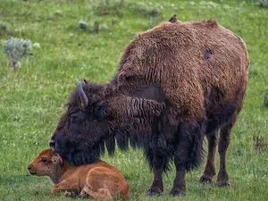 What did the buffalo say when he dropped his son off at school?