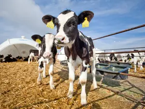 What did the bullies call the calf when he wouldn't ditch school?