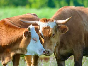 What did the bull's wife tell him when he worked out?