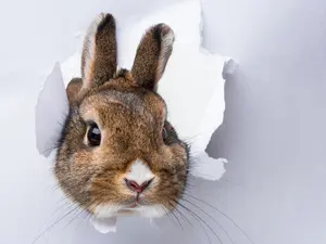 What did the bunny give his fiancé?