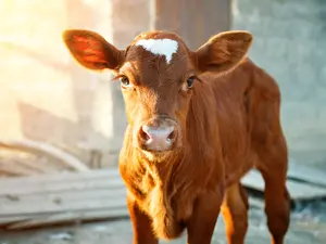 What did the calf play in the school band?