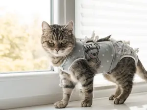 What did the cats name their clothing brand?