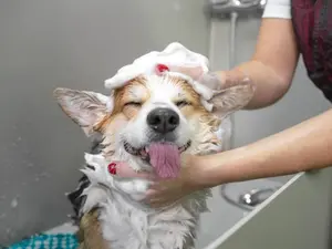 What did the clean dog say to the insect?