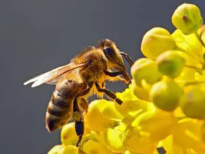 What did the confused bee say?