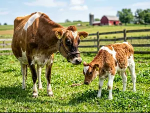 What did the cow say when her calf fibbed?