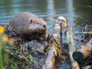 What did the dentist say to the beaver?