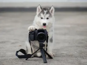 What did the dog name his new photocopy shop?