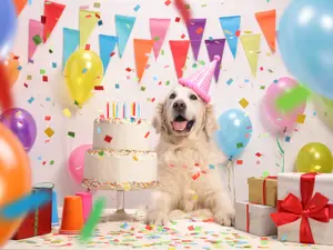 What did the dog say after his birthday party?