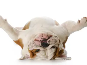 What did the dog say when he sat on sandpaper?