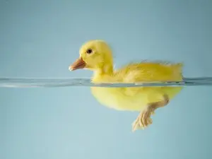 What did the duck say as he was buying chapstick?