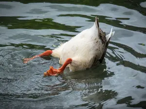 What did the duck say when his friend pulled a prank on him?