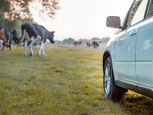 What did the family of cattle rent to drive across the country?