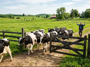 What did the farmer yell when the cows got out?
