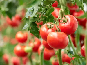 What did the father tomato say to the baby tomato while on a family walk?