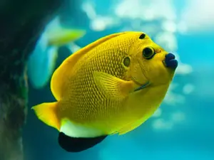 What did the fish say when he hit a concrete wall?