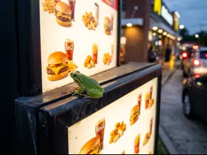 What did the frog order at the drive-thru?