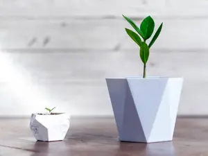 What did the giant flower say to the tiny flower?