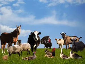 What did the goat, cow, duck, and pig all call each other?