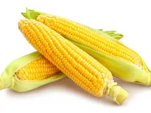 What did the grandpa corn say to his grandson?