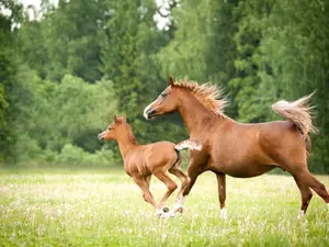 What did the horse say when her children were misbehaving?