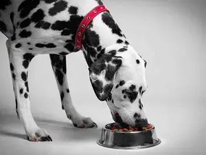 What did the hungry Dalmatian say when he had a meal?