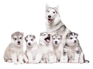 What did the Husky mom say to her puppies at dinner?