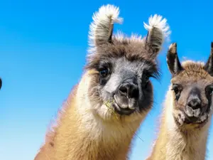 What did the llama say it would bring for the field trip?