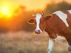 What did the lovesick bull say to the cow?