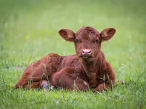 What did the man say when the calf attended church?