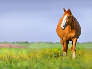 What did the mare say when her foal broke her favorite vase?