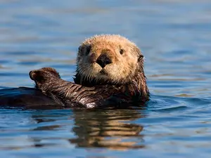 What did the momma sea otter say to her ornery children?