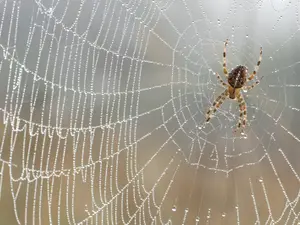 What did the mommy spider say to her baby?
