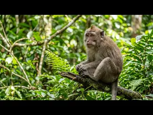 What did the monkey say after losing money?