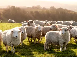 What did the mother sheep say to her son every time he left the house?