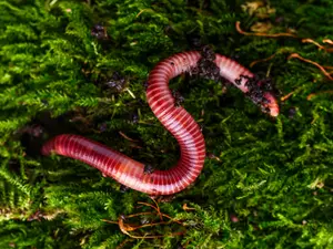 What did the mother worm say to the little worm who was late?