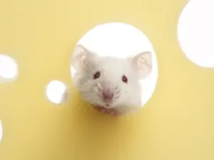 What did the mouse want for its birthday?