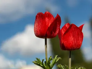 What did the old flower say to his grandkid?