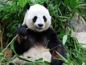 What did the panda give his dad on Father's Day?