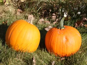 What did the pumpkin say after Thanksgiving?
