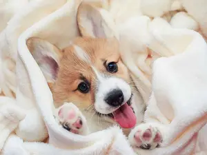 What did the puppy call his dad's best friend?