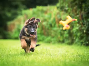 What did the puppy want to be when he grew up?