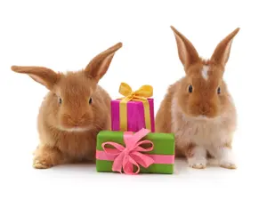 What did the rabbit want for his birthday?