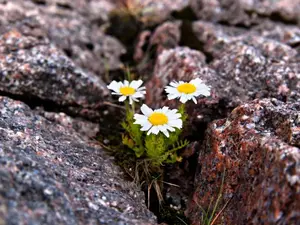 What did the rock say when someone called it a flower?