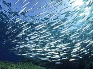 What did the sardine call the submarine?