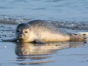 What did the seal say when he saw his friend jump in the ocean?