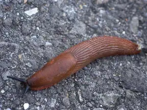 What did the slug say as he slipped down the wall?