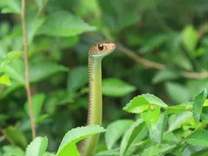 What did the snake name his daughter?