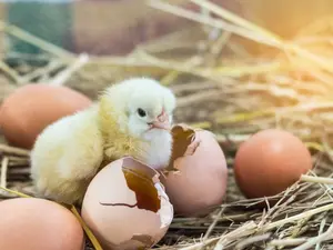 What did the sneaky chick say when it came out of the egg?