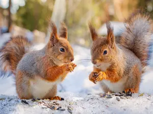 What did the squirrels say to each other on Valentine's Day?