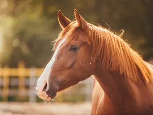 What did the teacher say when the horse walked into the class?